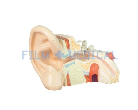 Teaching Ear Model